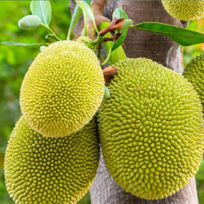 Jack Fruit